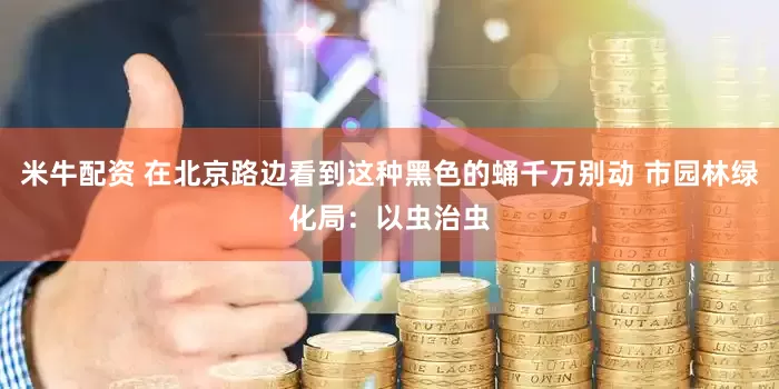 米牛配资 在北京路边看到这种黑色的蛹千万别动 市园林绿化局：以虫治虫
